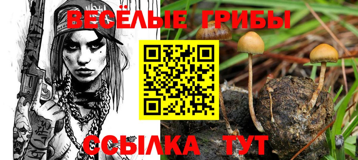Галлюциногенные грибы Psilocybe Моздок